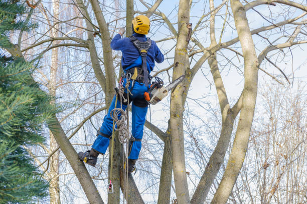  , USA Tree Care Pros